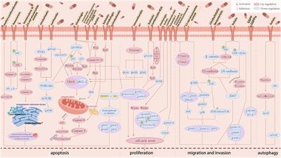 Animal-derived natural products for hepatocellular carcinoma therapy: current evidence and future perspectives